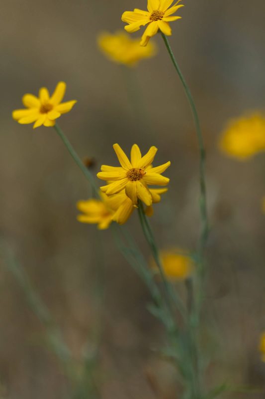 Yellow wildflower with others in background, Upper Bidwell Park, 2023