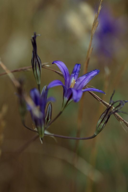 Up close with a purple wildflower, Upper Bidwell Park, 2023