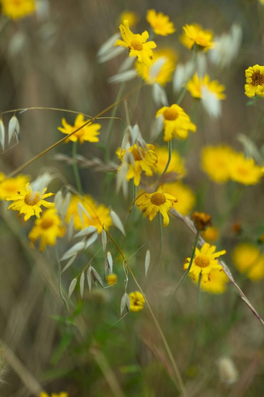 Aging yellow wildflowers, Upper Bidwell Park, 2023