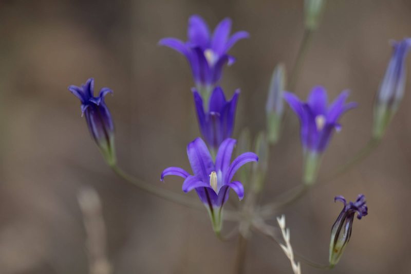 Purple wildflower with others in background, Upper Bidwell Park, 2023