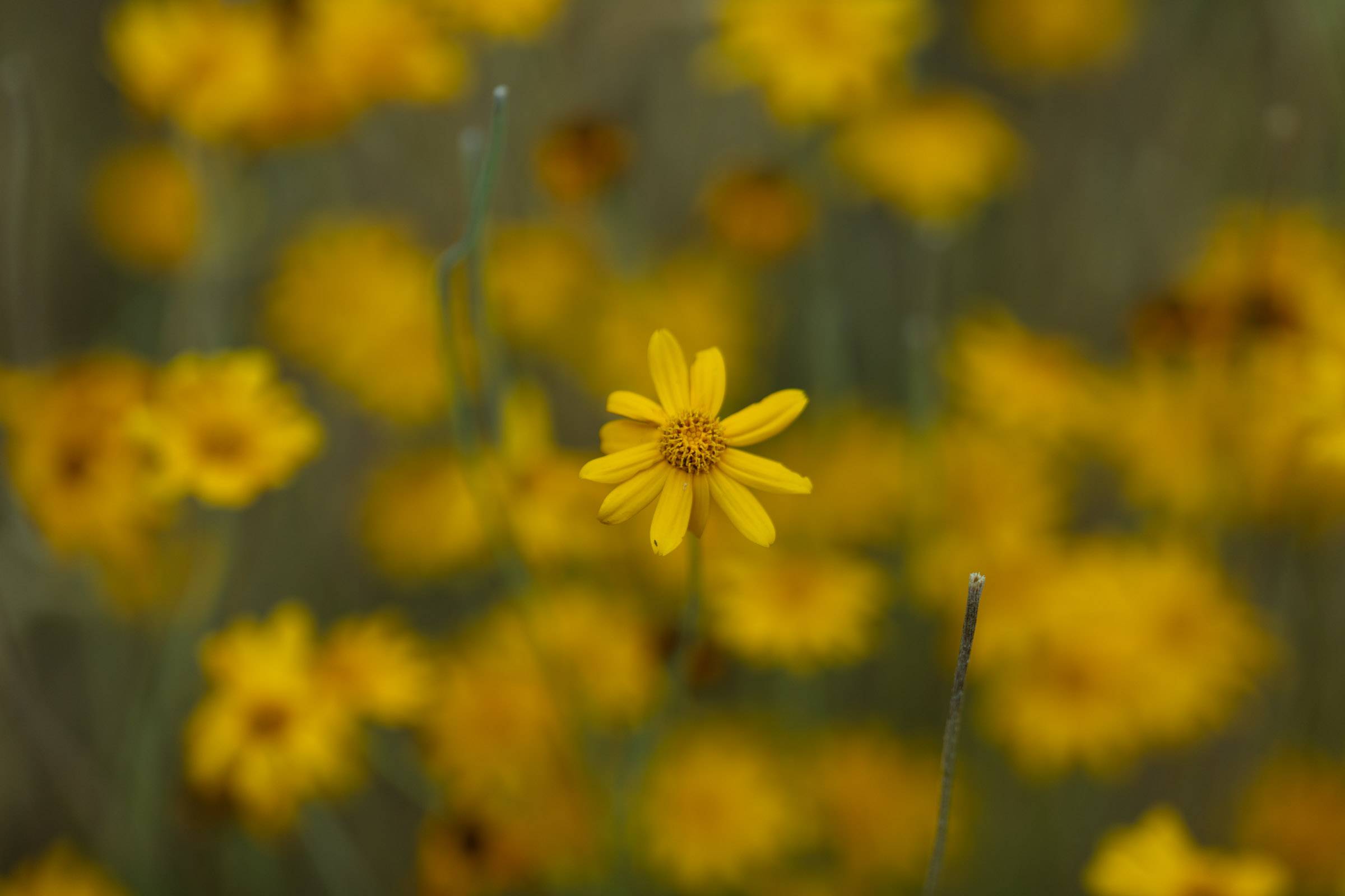 Yellow wildflower from above with many other flowers in background, Upper Bidwell Park, 2023