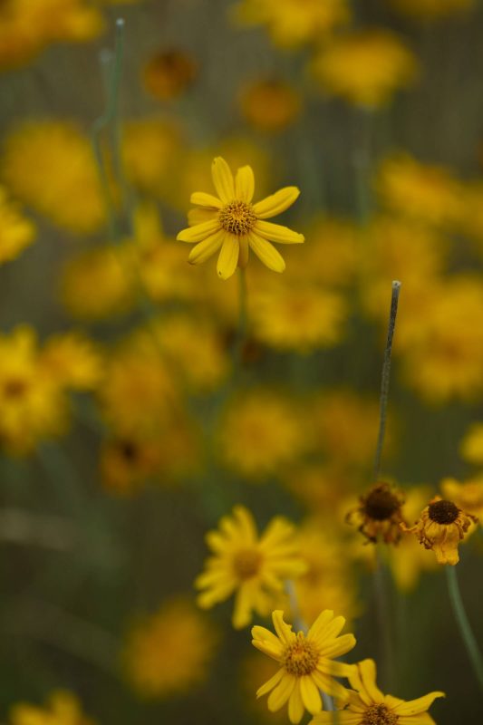 Yellow wildflower from above with many other flowers in background, Upper Bidwell Park, 2023