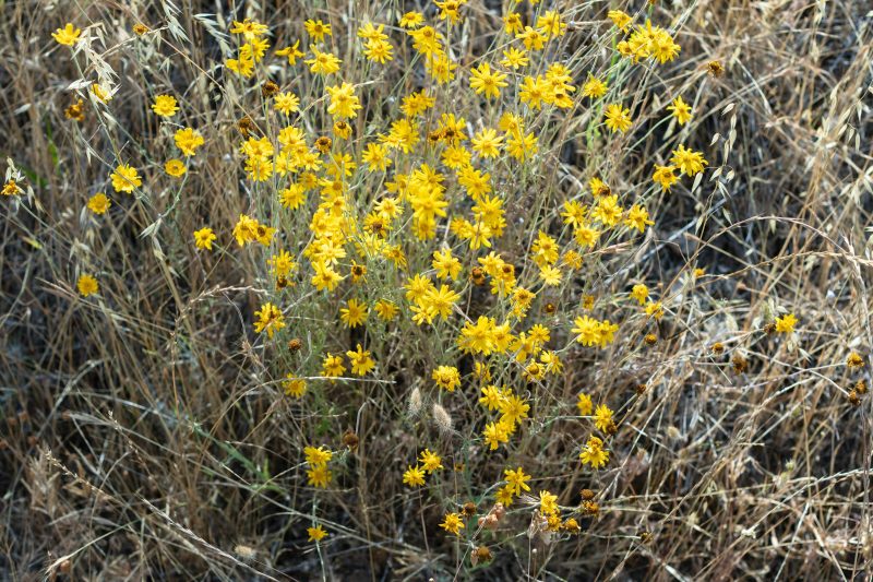 Aging yellow wildflowers, Upper Bidwell Park, 2023