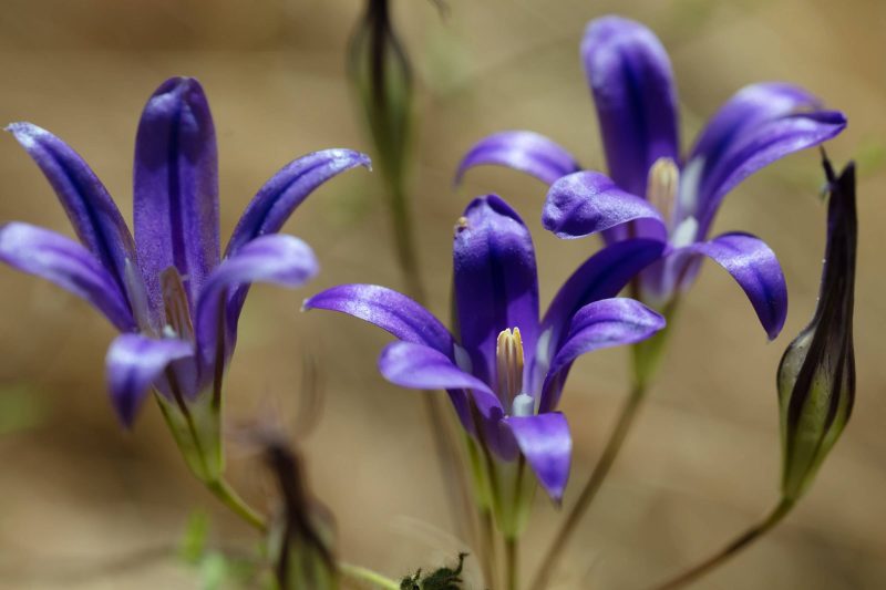 Purple wildflowers, Upper Bidwell Park, 2023