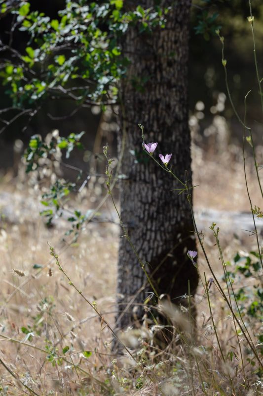 Pink wildflowers in the distance, Upper Bidwell Park, 2023