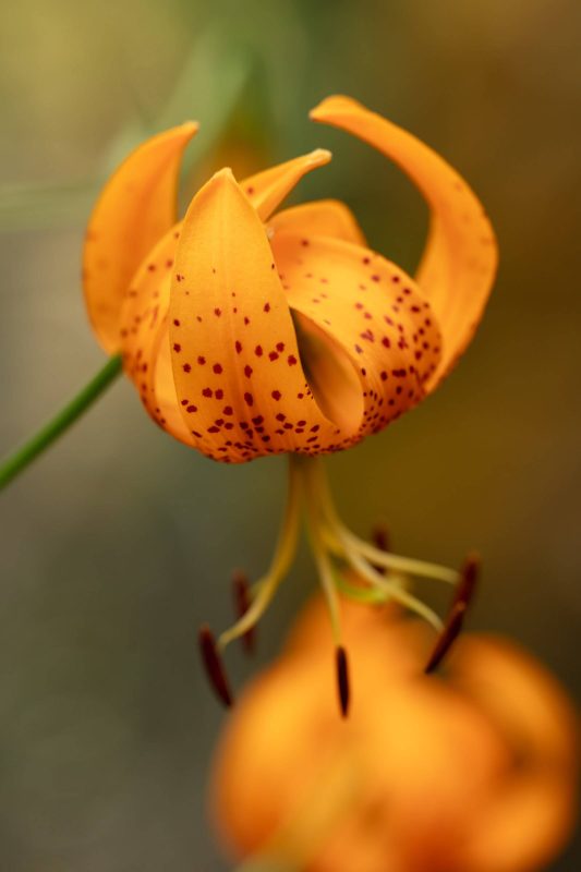 Up close with an orange wildflower, Upper Bidwell Park, 2023