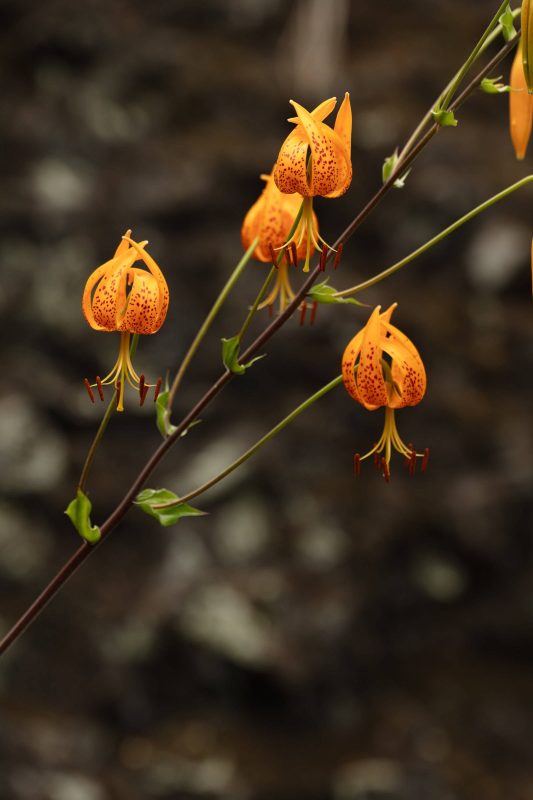 Orange wildflower, Upper Bidwell Park, 2023