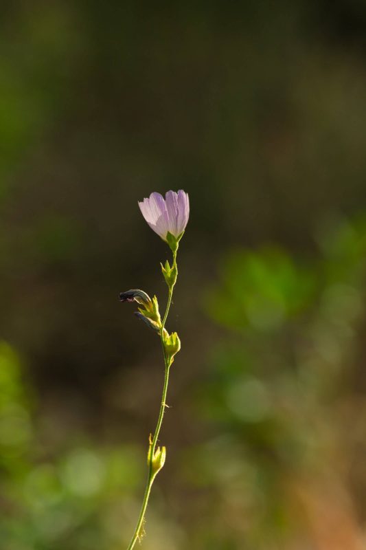 Pink wildflower, Upper Bidwell Park, 2023