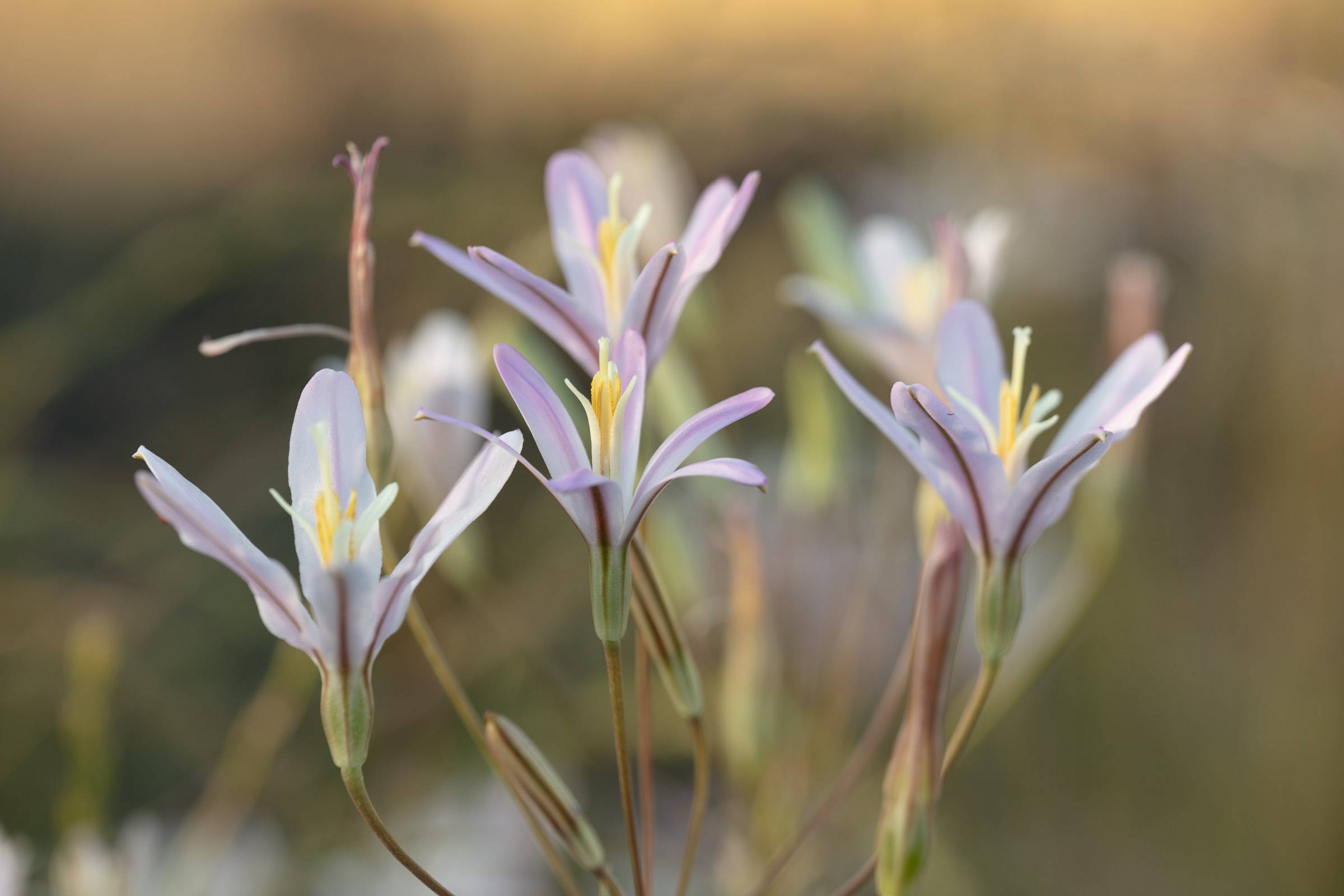 Wildflowers in May 2023